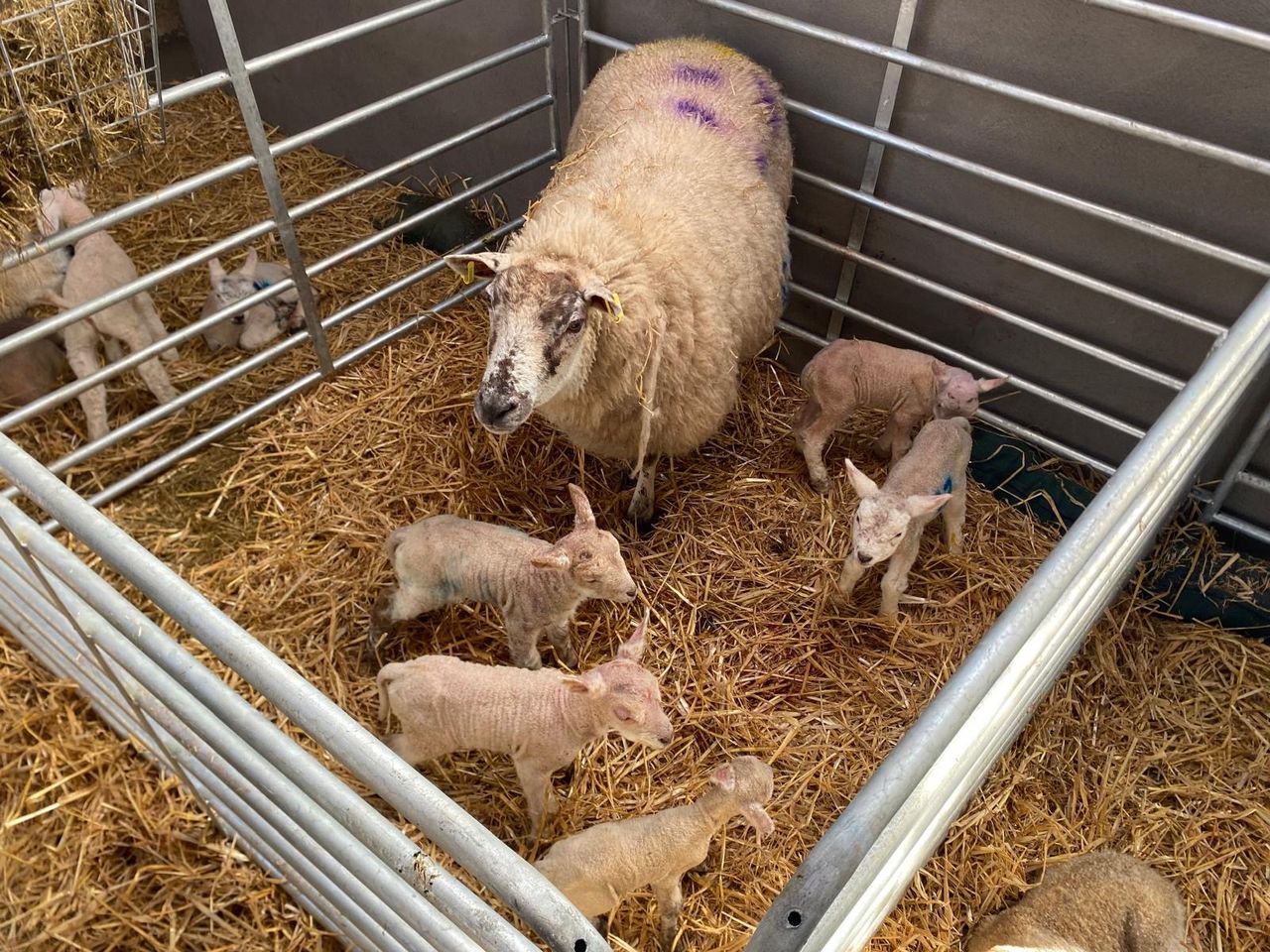 'One-in-a-million' quintuplet lambs born on Cavan farm