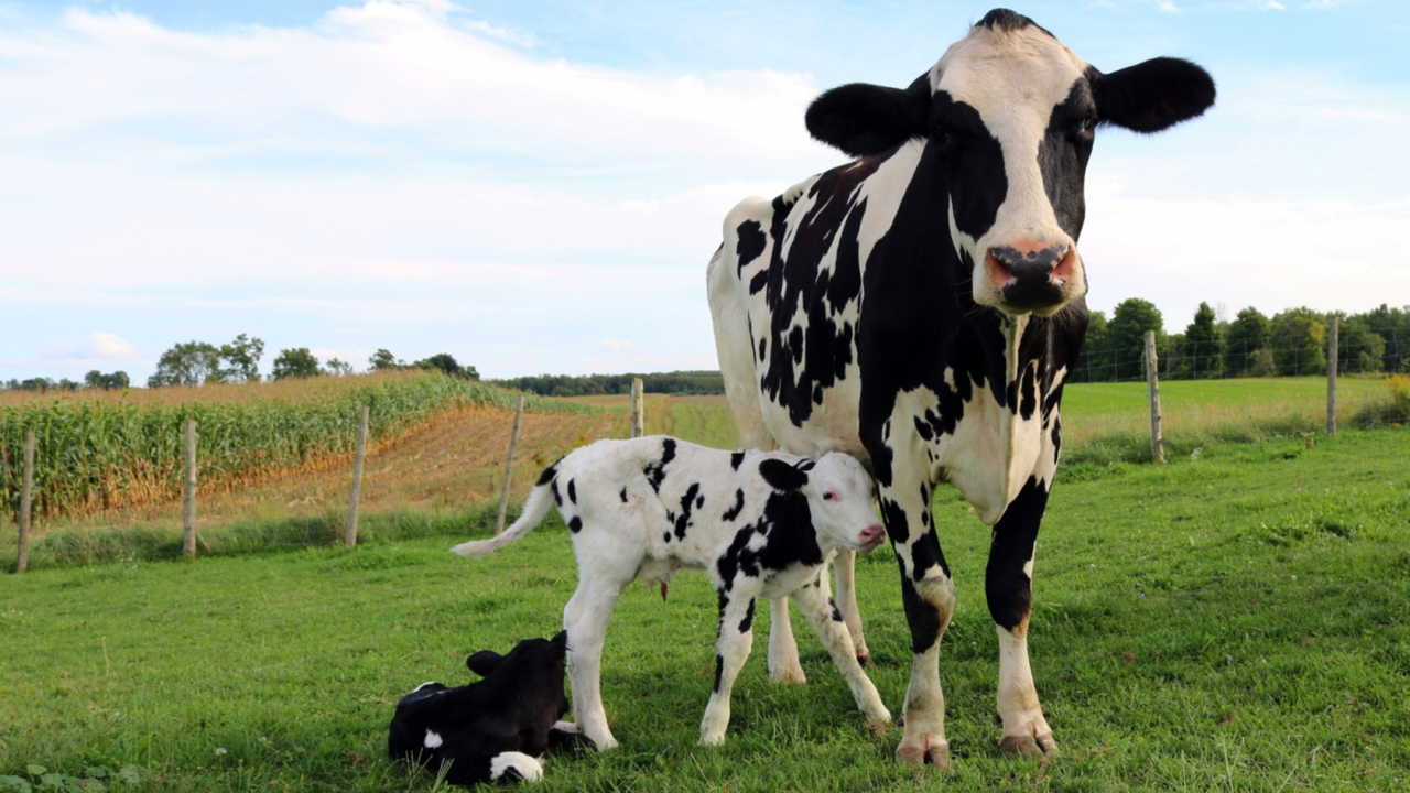 A healthy start begins before calving