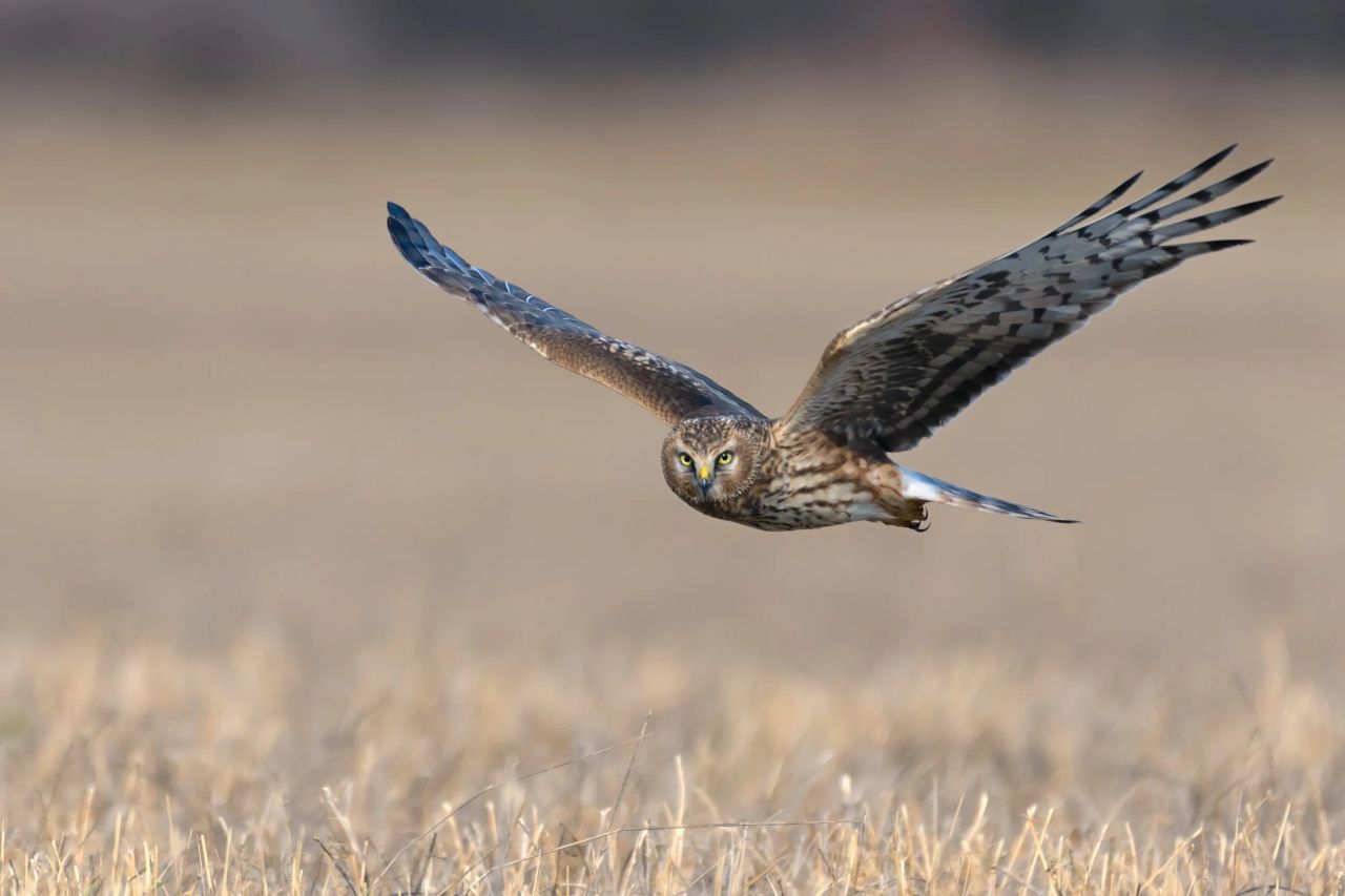 Northern Ireland's hen harrier population sees 26% decrease