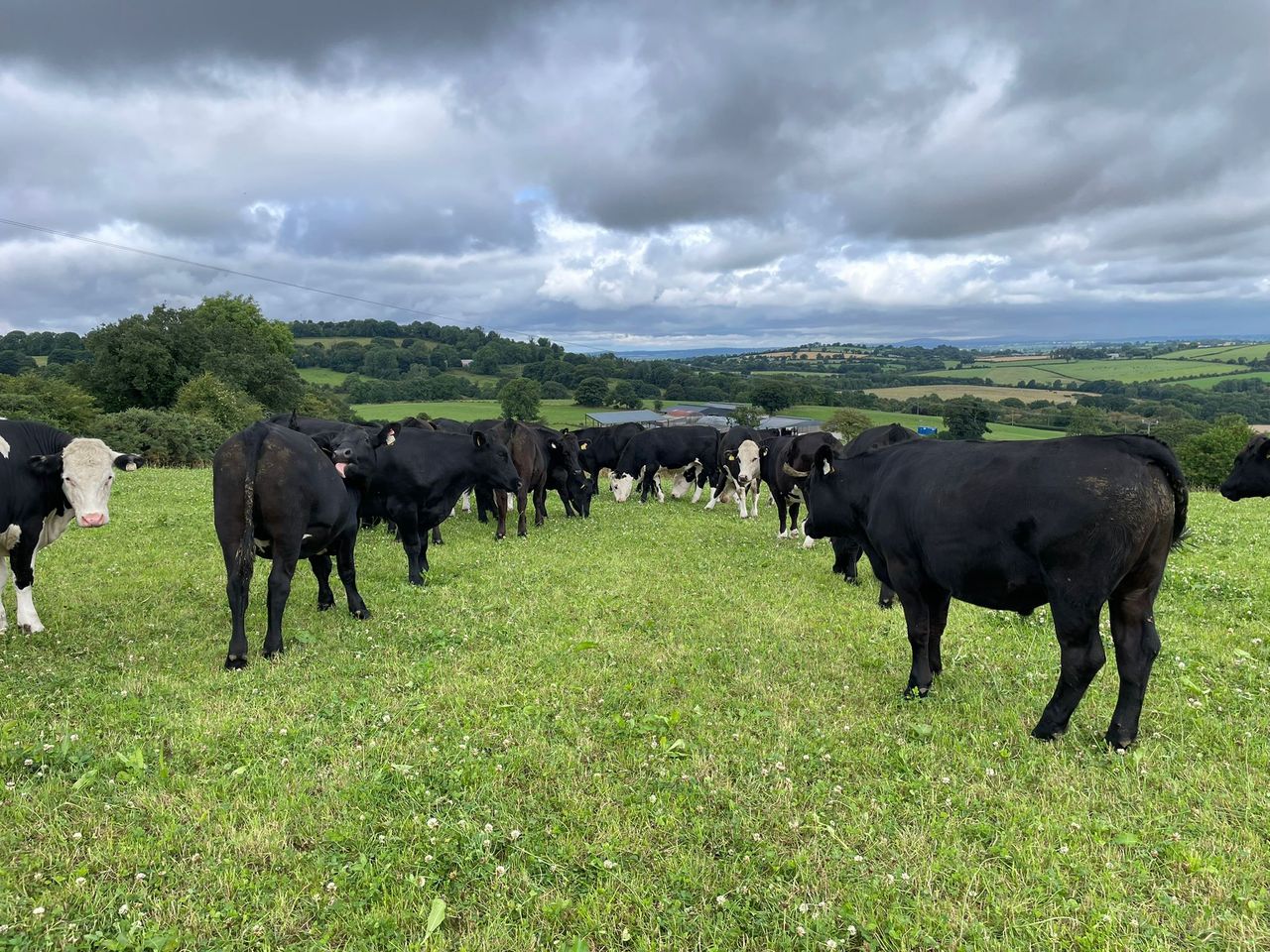 ABP Demo Farm: How are calves and cattle thriving?