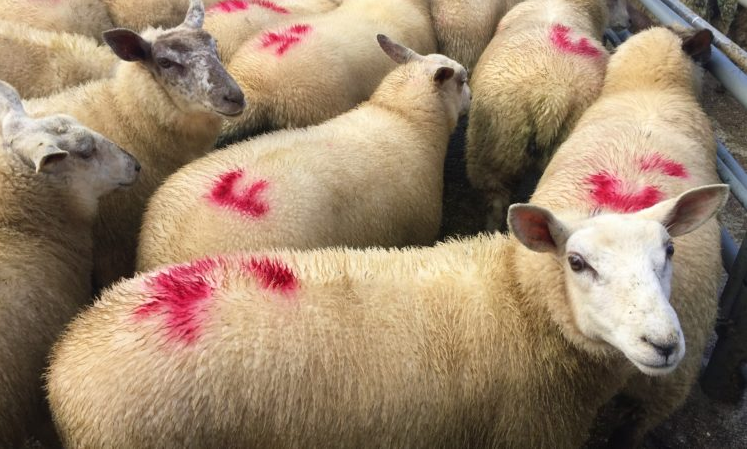 Sheep trade: Kill down nearly 4,000 head, while ewe and ram throughput increases