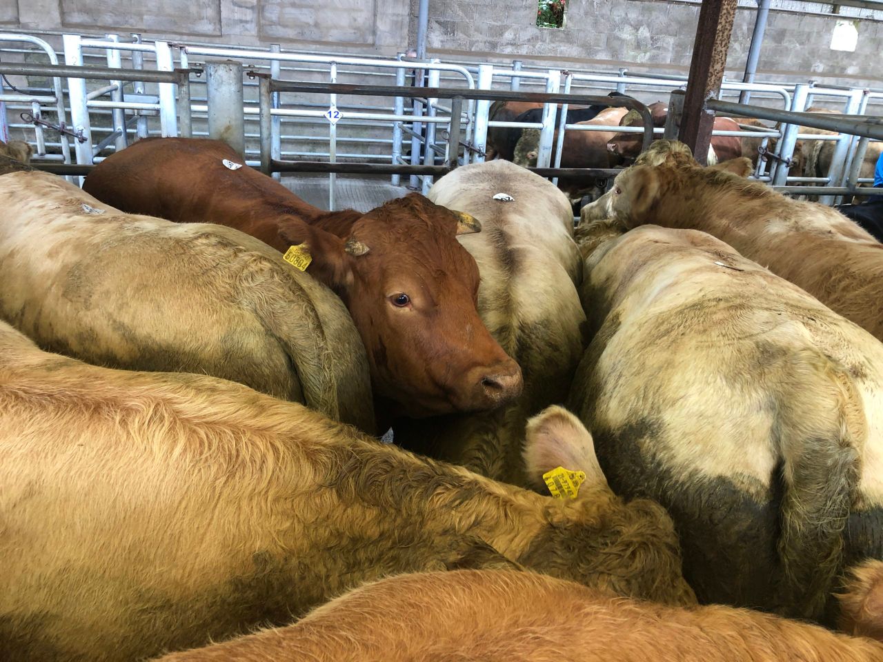 Beef: 'Answers wanted on punishing 40c/kg gap' between Irish and UK R3s