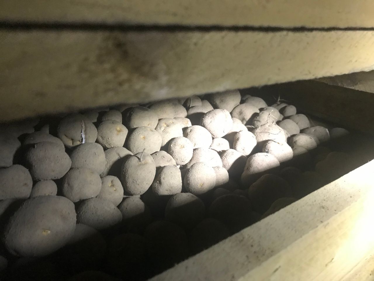 Event: Storing potatoes after CIPC ban
