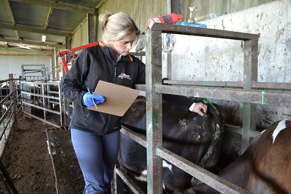 Give your cows the best possible chance of going back in calf
