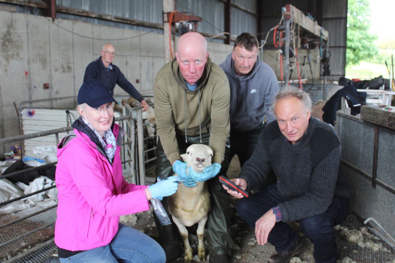 Genotyping the wool shedding ability of Easycare sheep