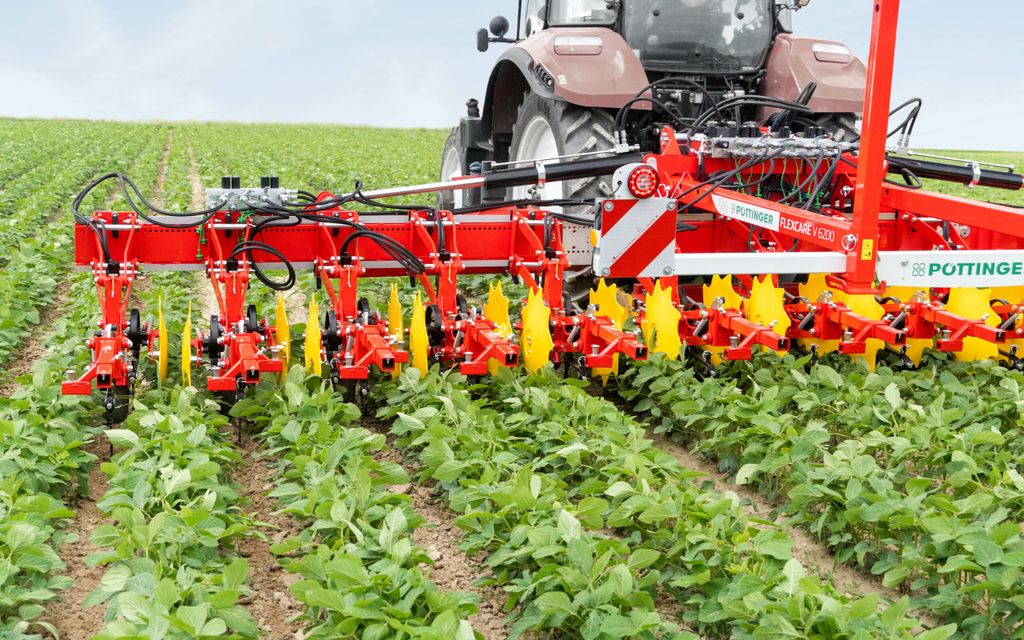 Leafy row crops are popular on the continent and lend themselves well to interrow cultivation