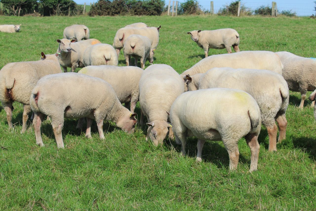 Iskeymeadow ram lamb sells for 3,400gns at Charollais sale