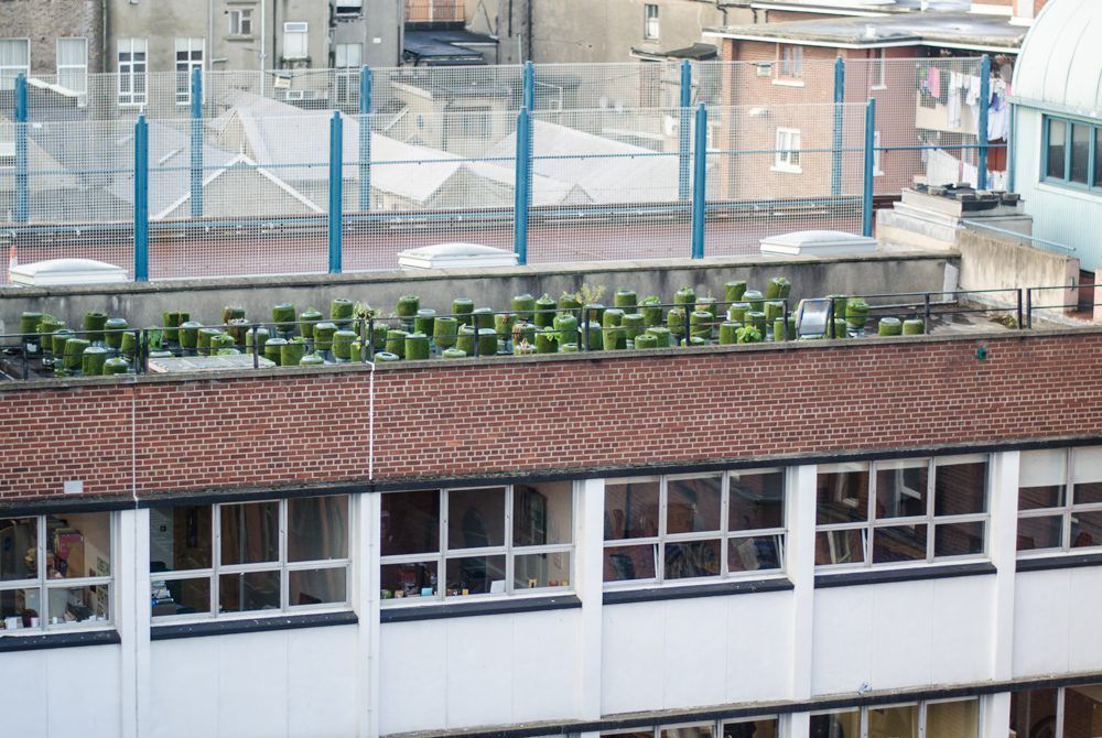 Pics: Growing potatoes on a roof and harvesting honey on one urban farm