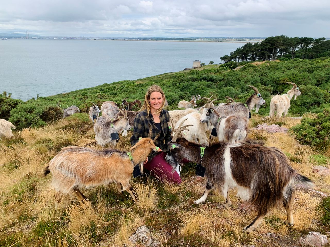 Watch: What it takes to be a goat herder on Howth Head