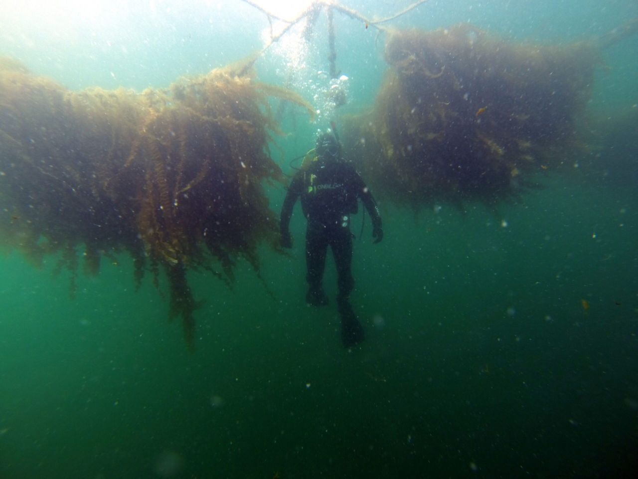 Galway test site for innovative textiles to boost EU seaweed farming