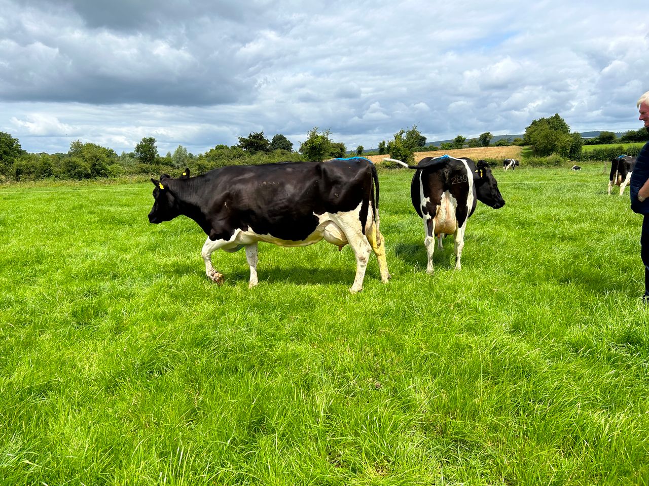 Killuragh herd the star of Pure Friesian Open Day