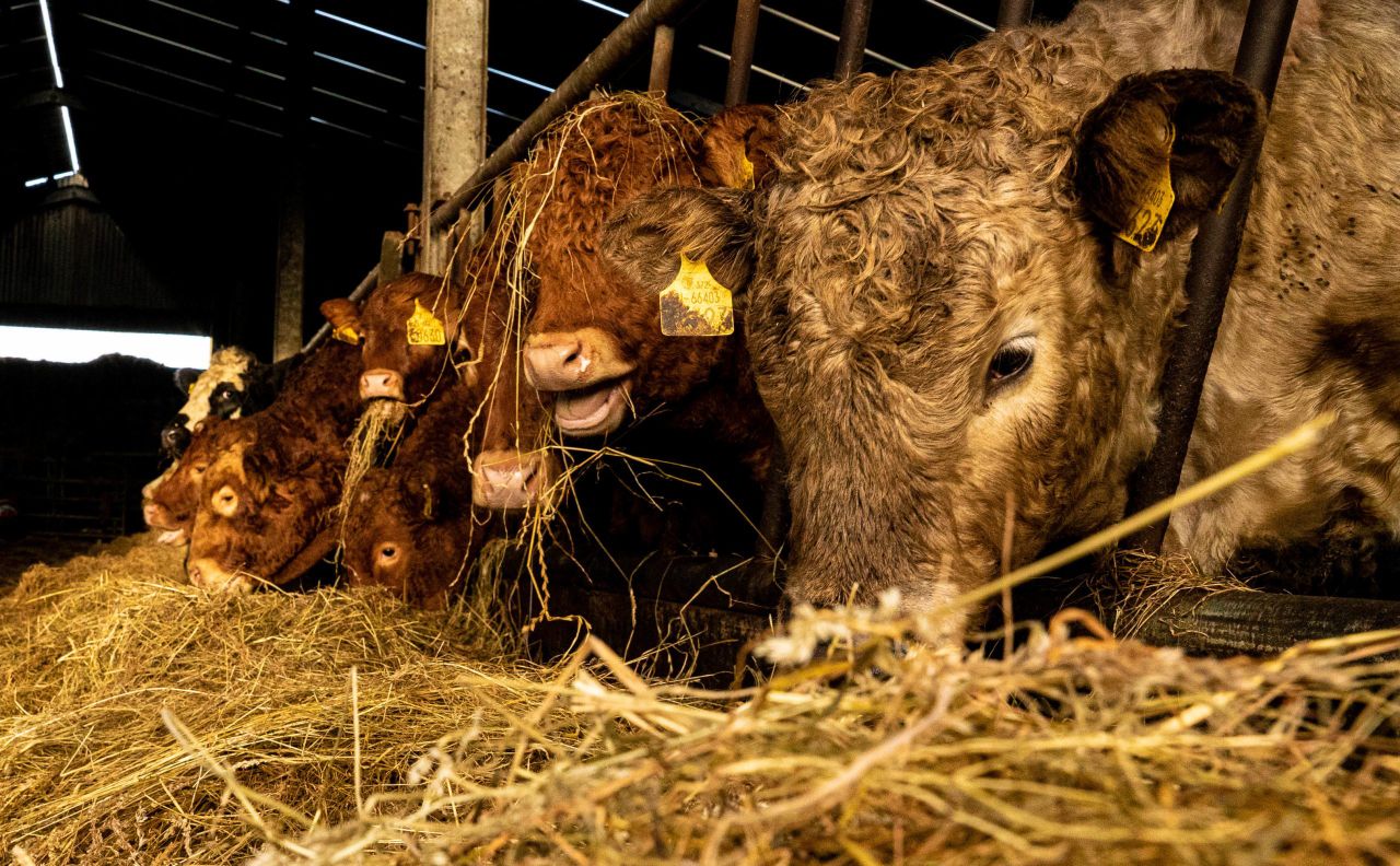 Beef prices strengthen with €4.00/kg base 'freely available'
