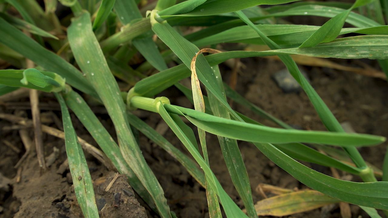 Winter barley crops require first fertiliser dressing soon