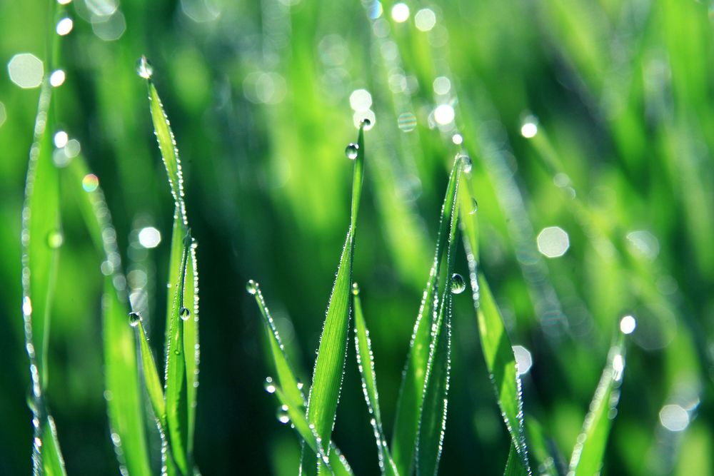 Upcoming seminar a must for those interested in grass measuring