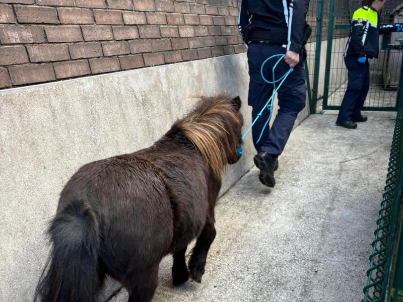 57 stray horses and ponies seized by Limerick Coco this year
