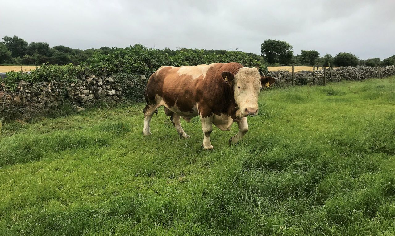 Beef focus: 'You can read all the books you want, but it takes experience to farm'
