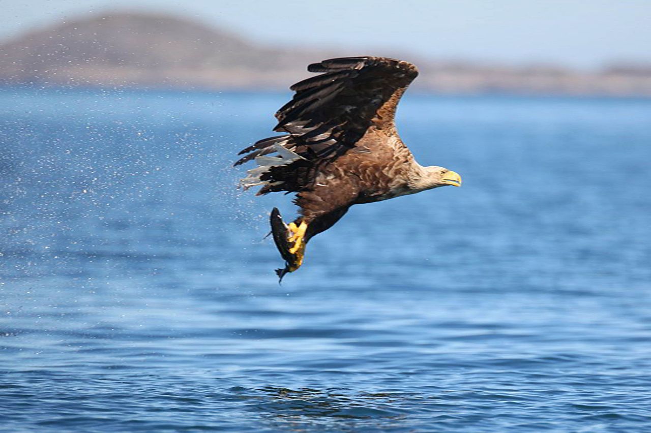 PSNI appeal after two white-tailed eagles found dead