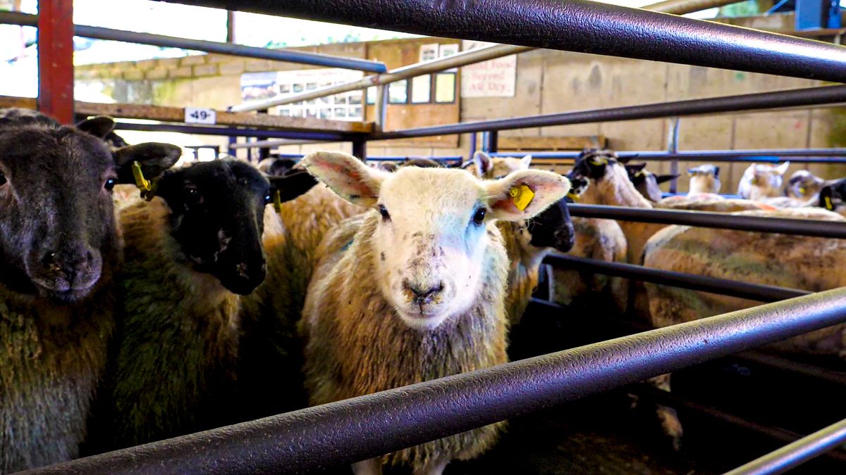 Sheep marts: More positive week, with prices up €2-5/head