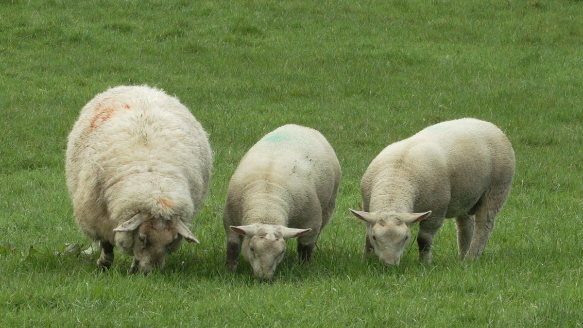Sheep trade: Ireland 'can't compete' with NZ and Australian imports