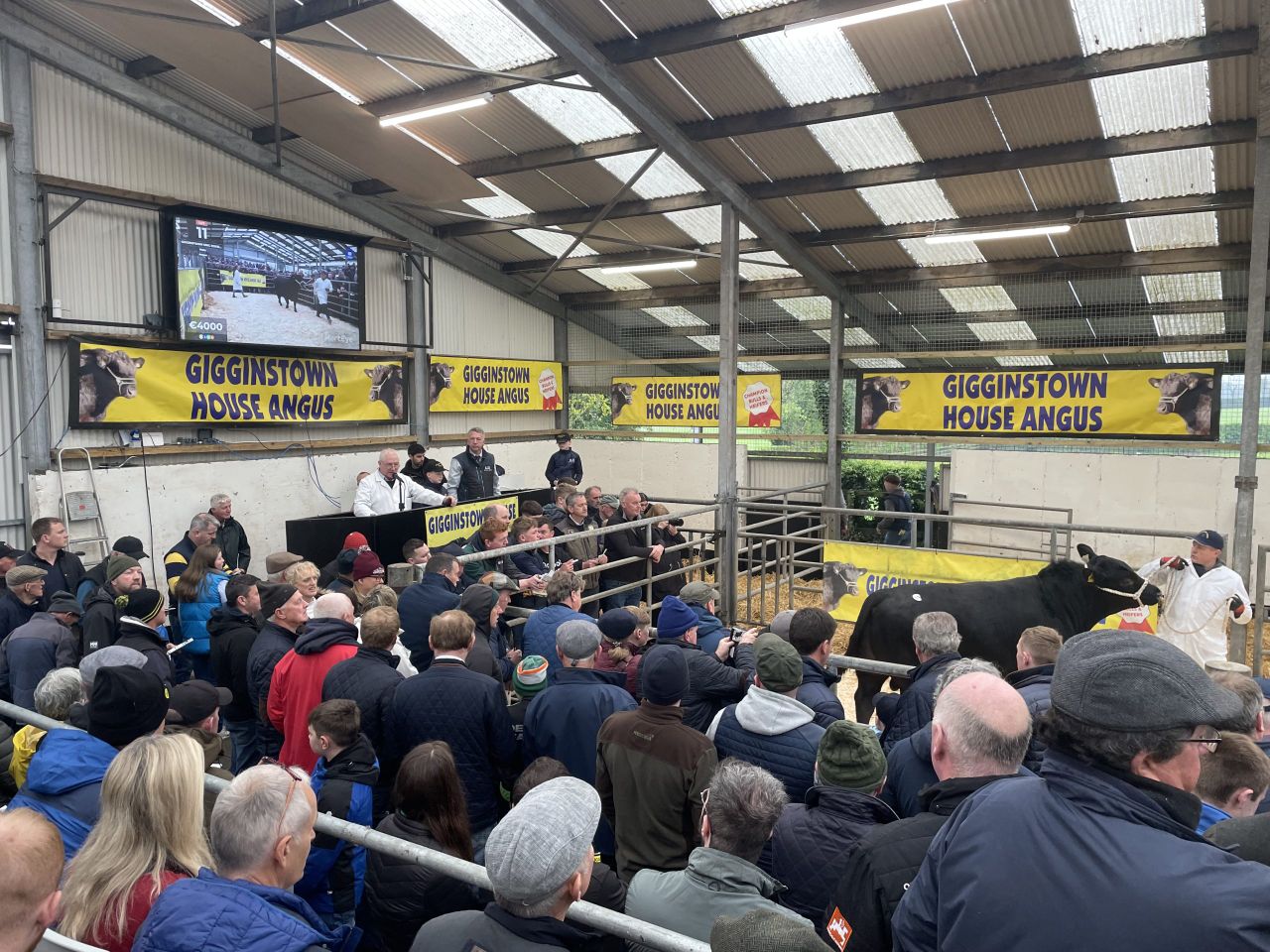 Price report: Fiery trade at Gigginstown Angus Sale