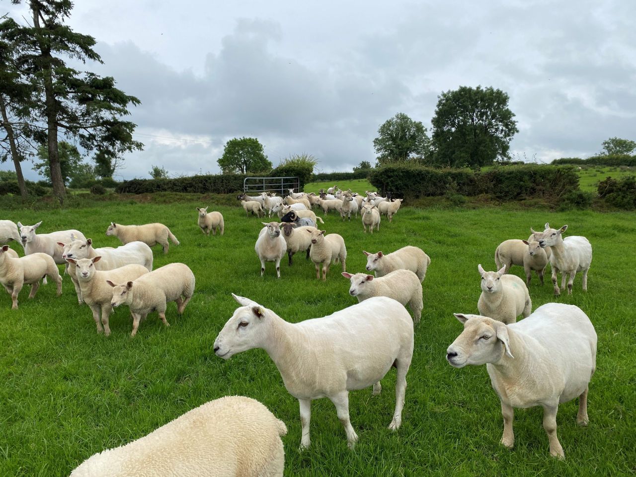 Sheep sector 'under pressure' as Irish prices 'fall well behind'