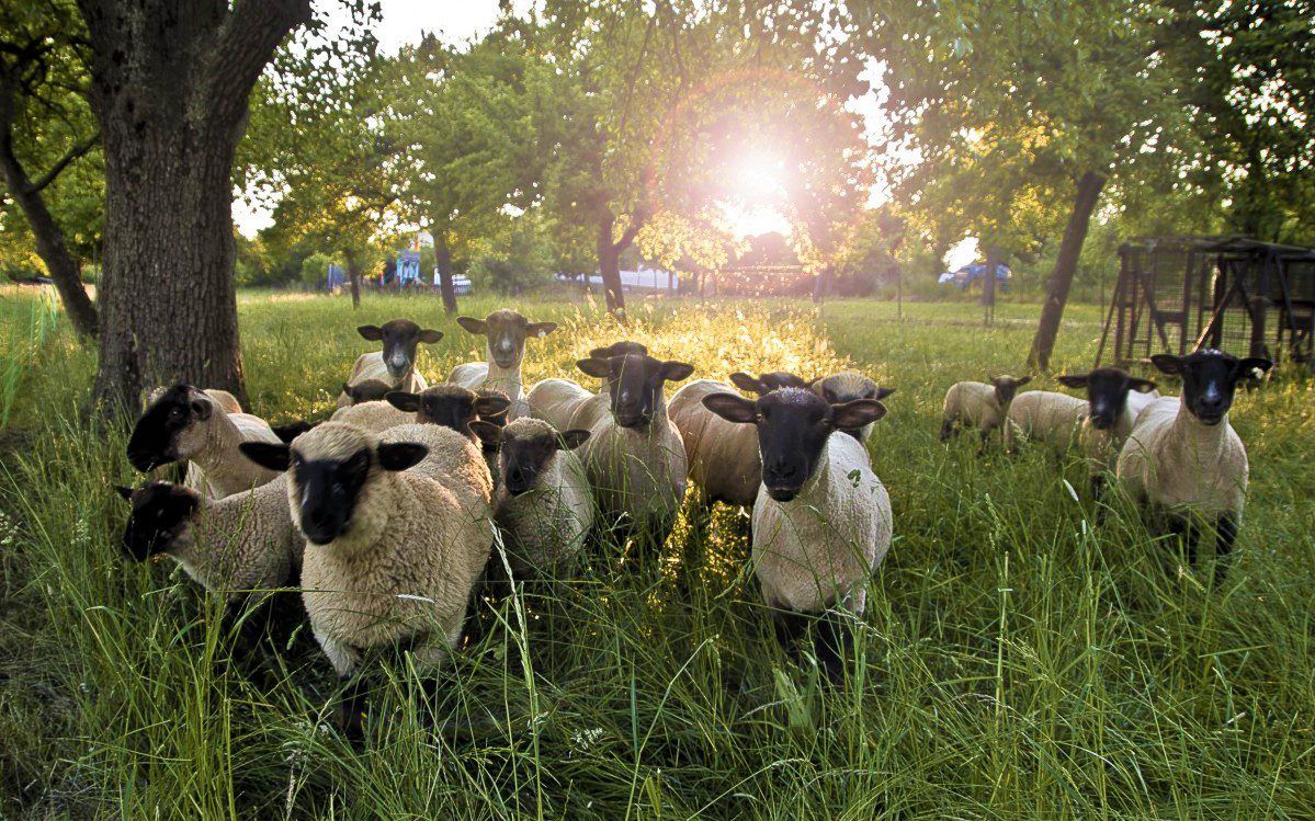 10 sheep disappear in suspected 'two-legged fox' attack
