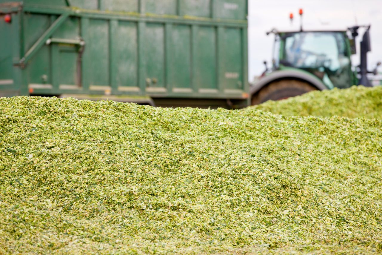 Can smarter feeding help beef farmers boost output by 30%?