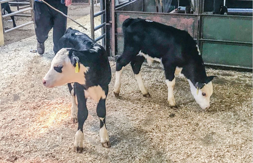 Marts considering calf sales on non-sale days next spring