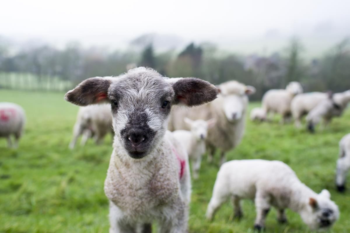 What will sheep farmers have to do to get their new €10/ewe payment?