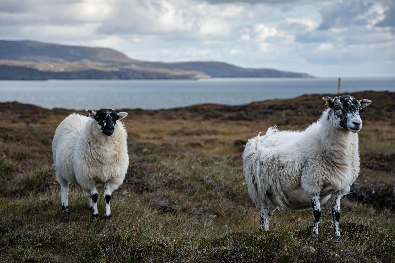 Watch: Retired garda detective's novel idea to uncover livestock theft
