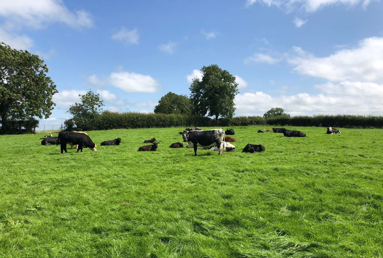 Bord Bia and retailers to promote Irish organic produce
