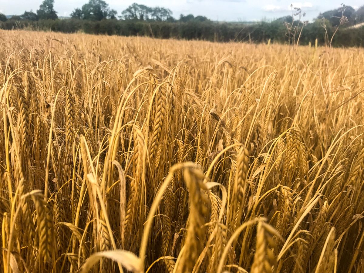 Harvest update: Spring and winter barley being cut in early August