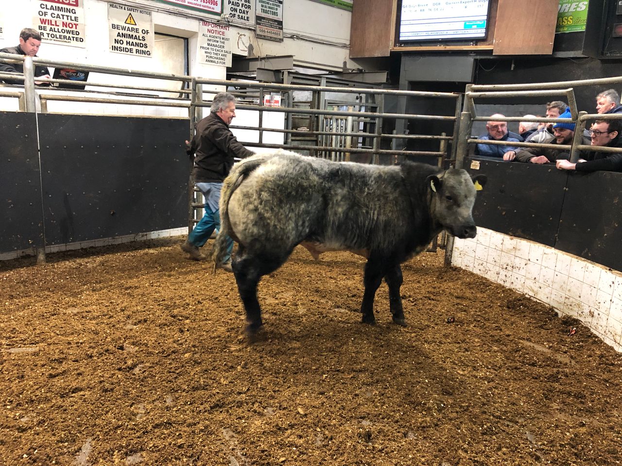 Pics and prices: Elphin Mart weanling bull show and sale