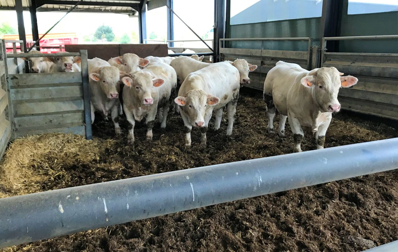 Breeding, finishing, slaughter and live export; an insight into the French beef industry