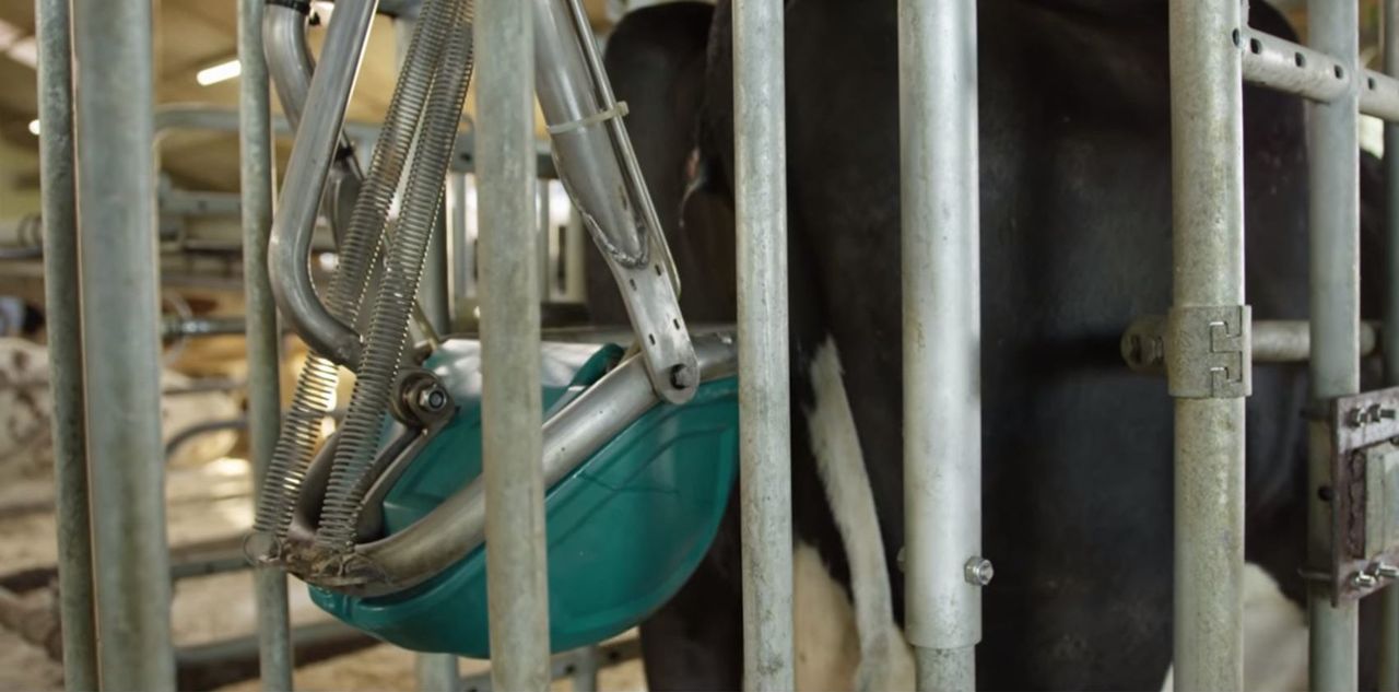 Dutch firm to test 'cow toilets' to cut farm ammonia emissions
