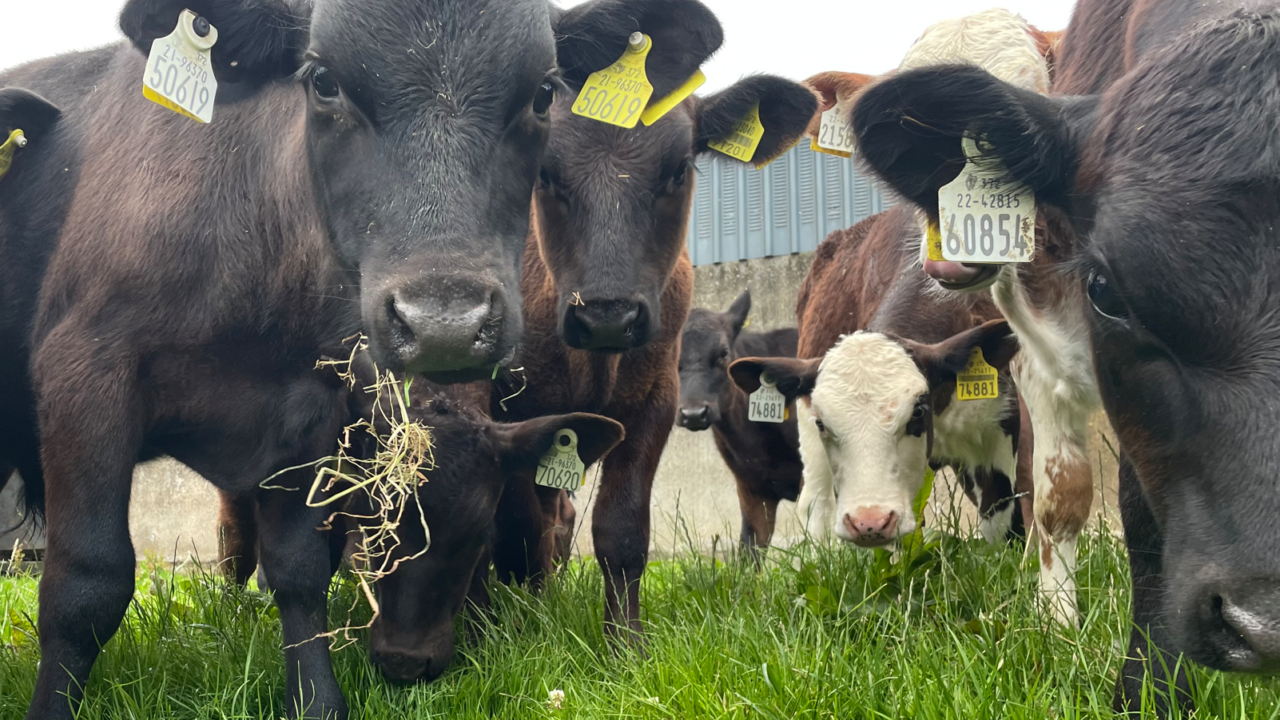 Over 850,000 calves registered to date this year