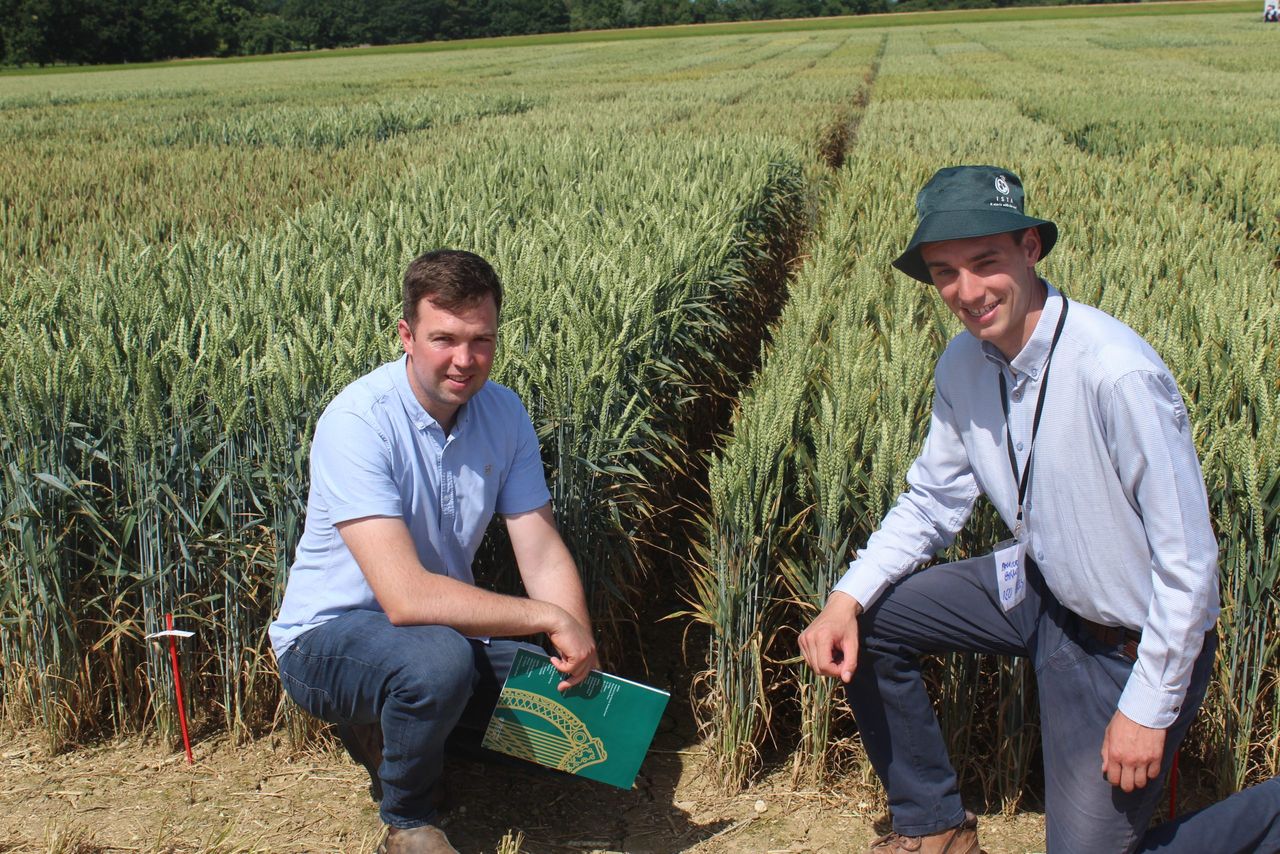 BYDV tolerant winter wheat expected to soon be commercially available