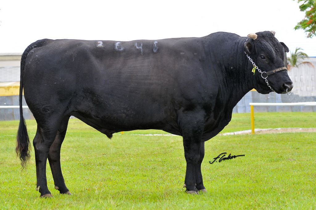 Brazilian beef sector pushing to align with global standards