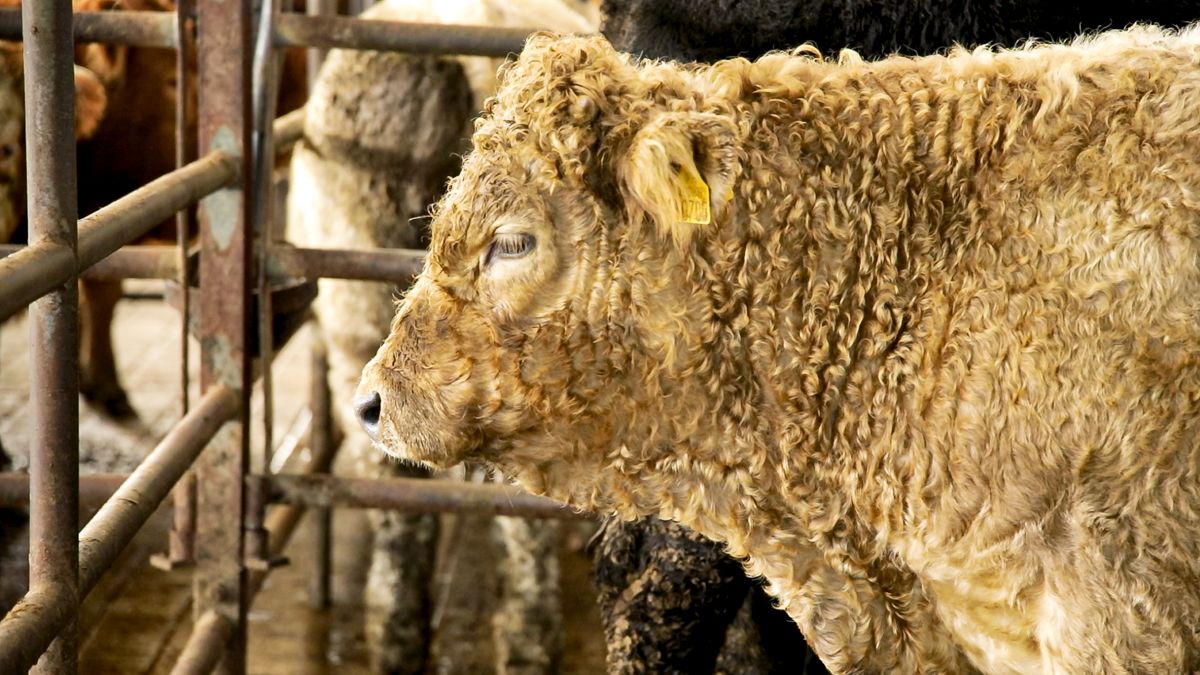 Factory quotes: Heifers and steers increase 5-10c/kg