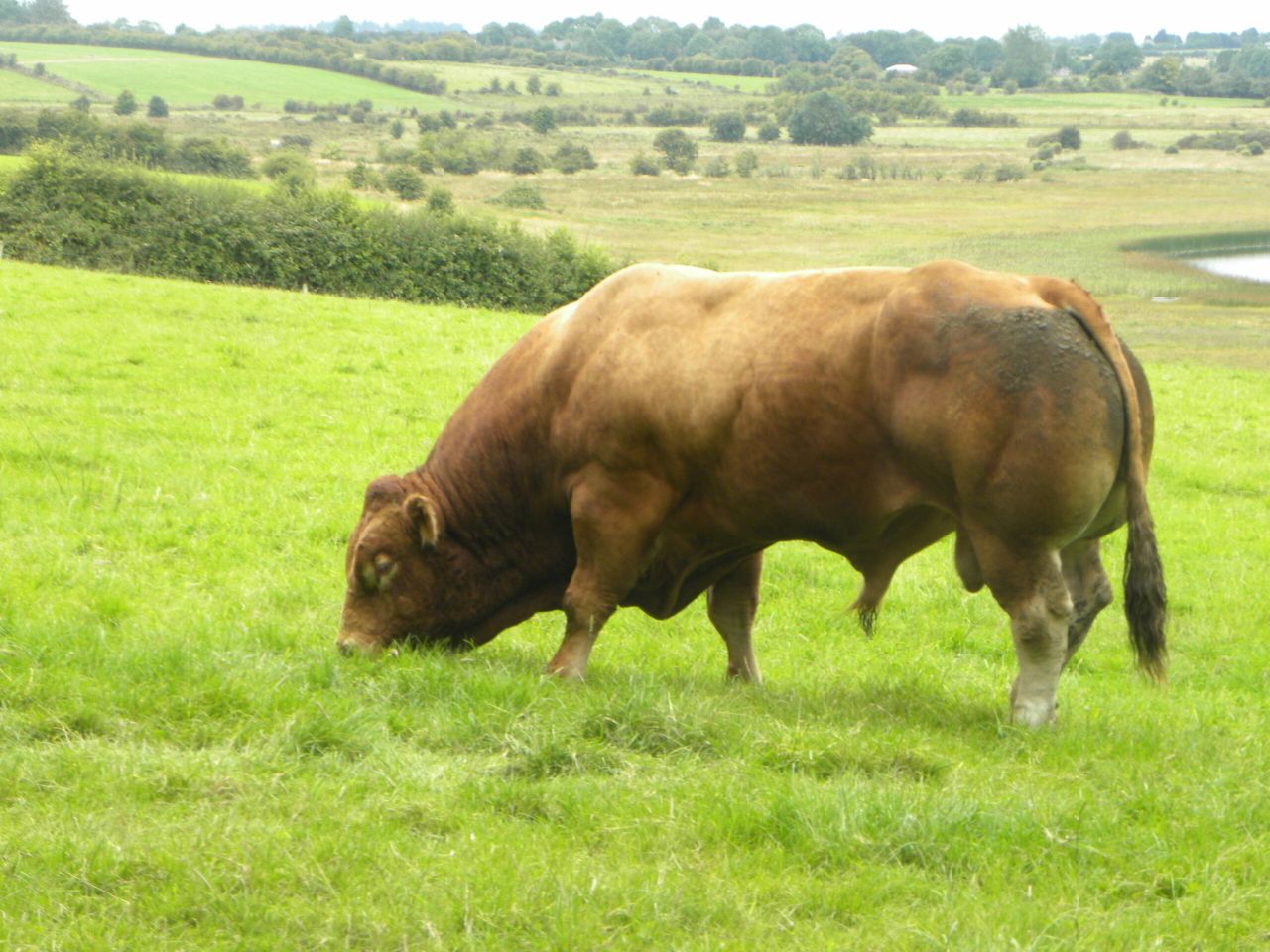Neglect reliable sires at your peril this breeding season
