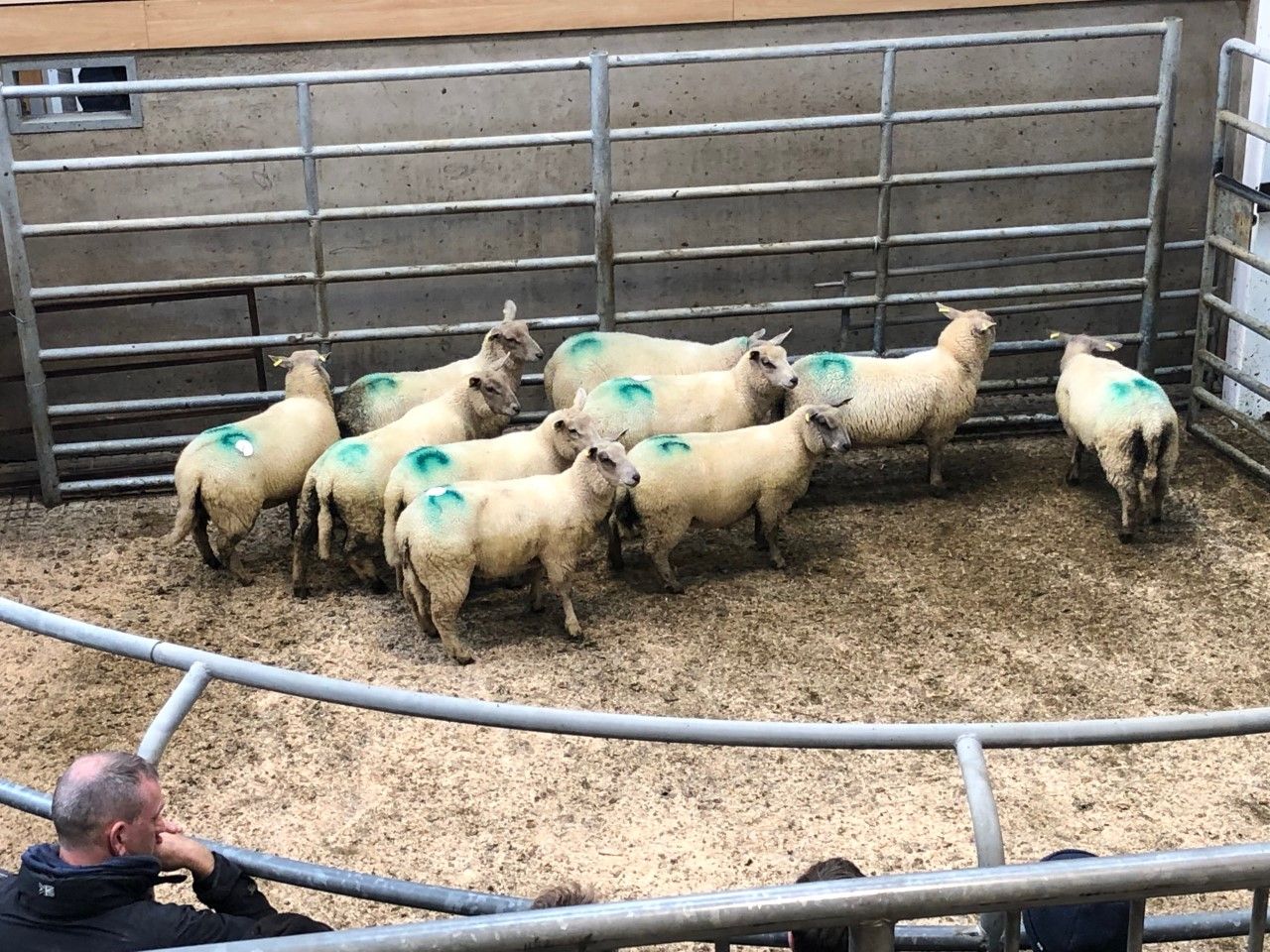 Quotes becoming difficult to get as problems arise around overweight hoggets