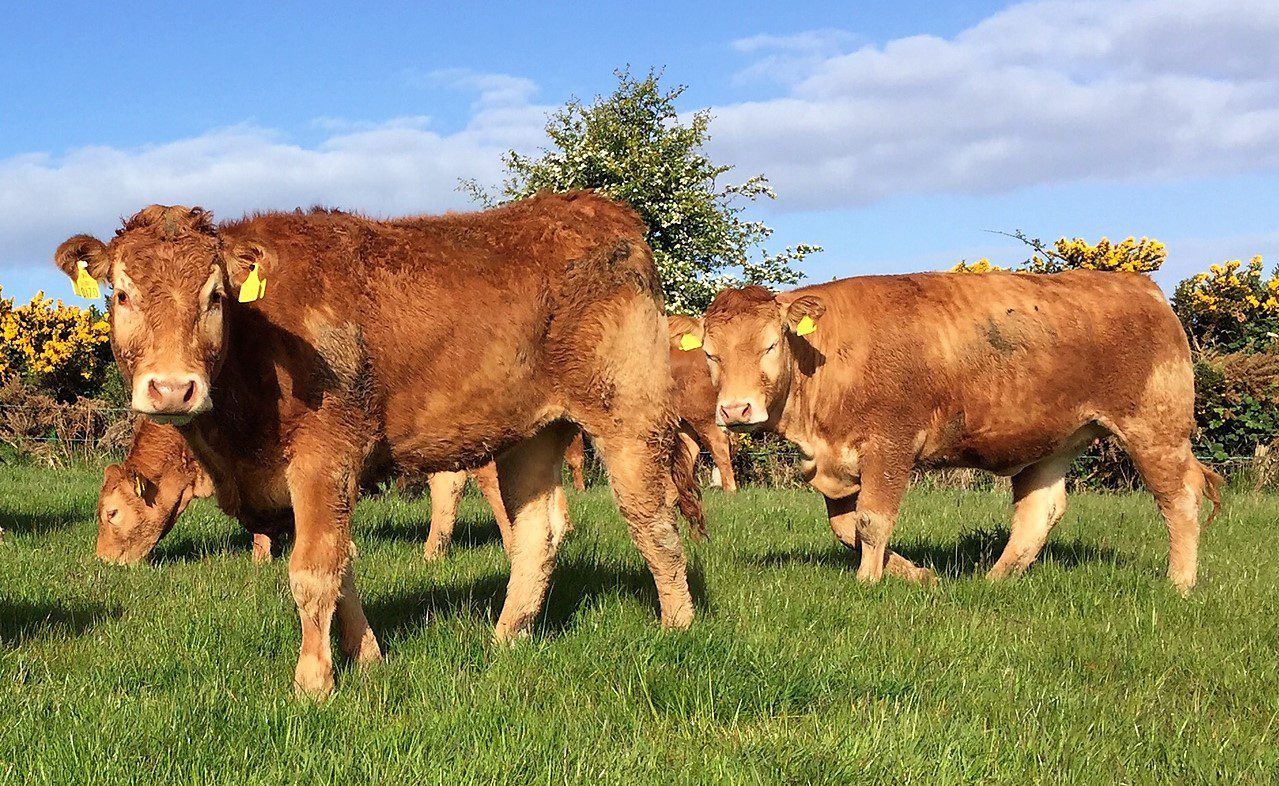 80% of beef heifers fail to meet calving-age targets