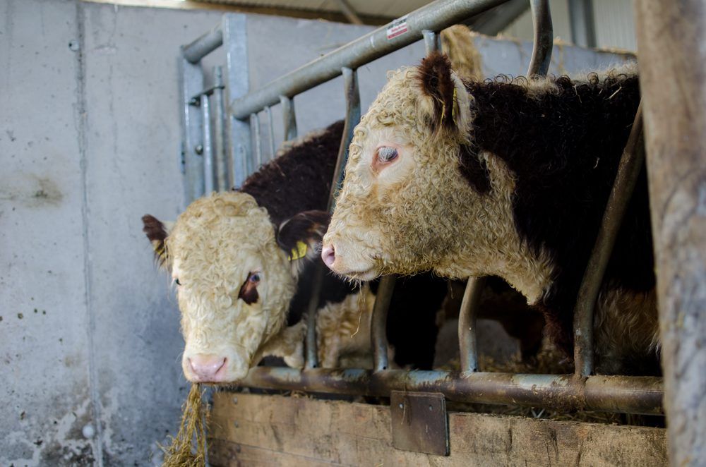 Beef finishers finding it easier to deal as factories chase Christmas supplies