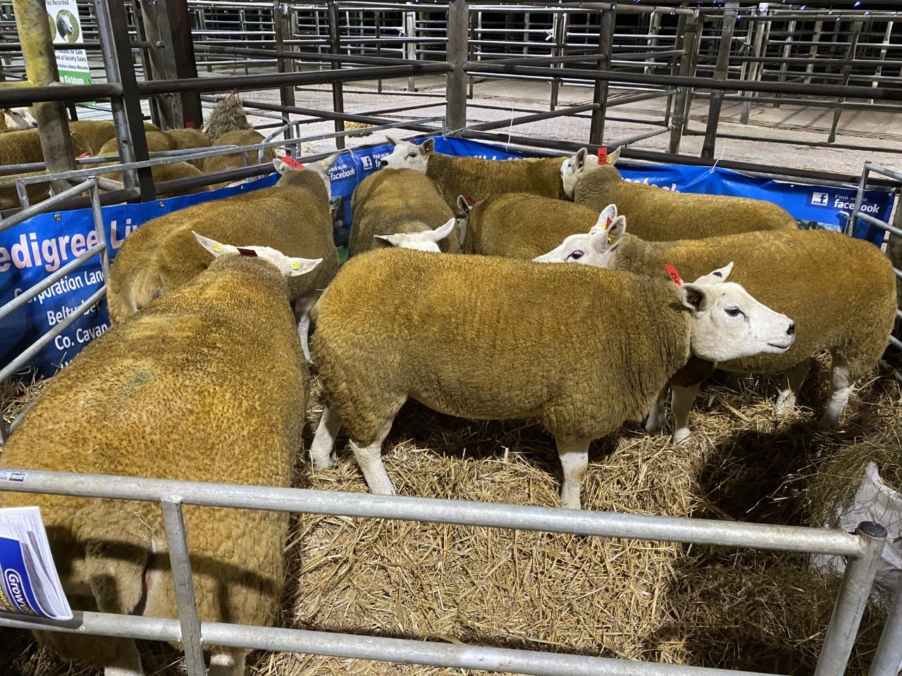 Sale report: Record price at North East Texel Twilight sale