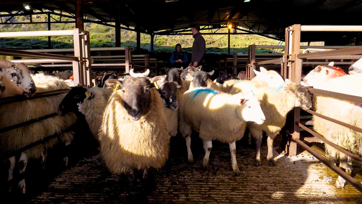 Sheep marts: Lamb prices take a knock