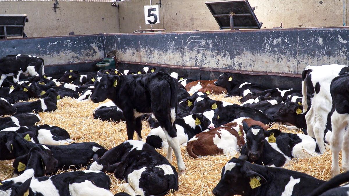 Calf exporters see ferry bookings cancelled this week