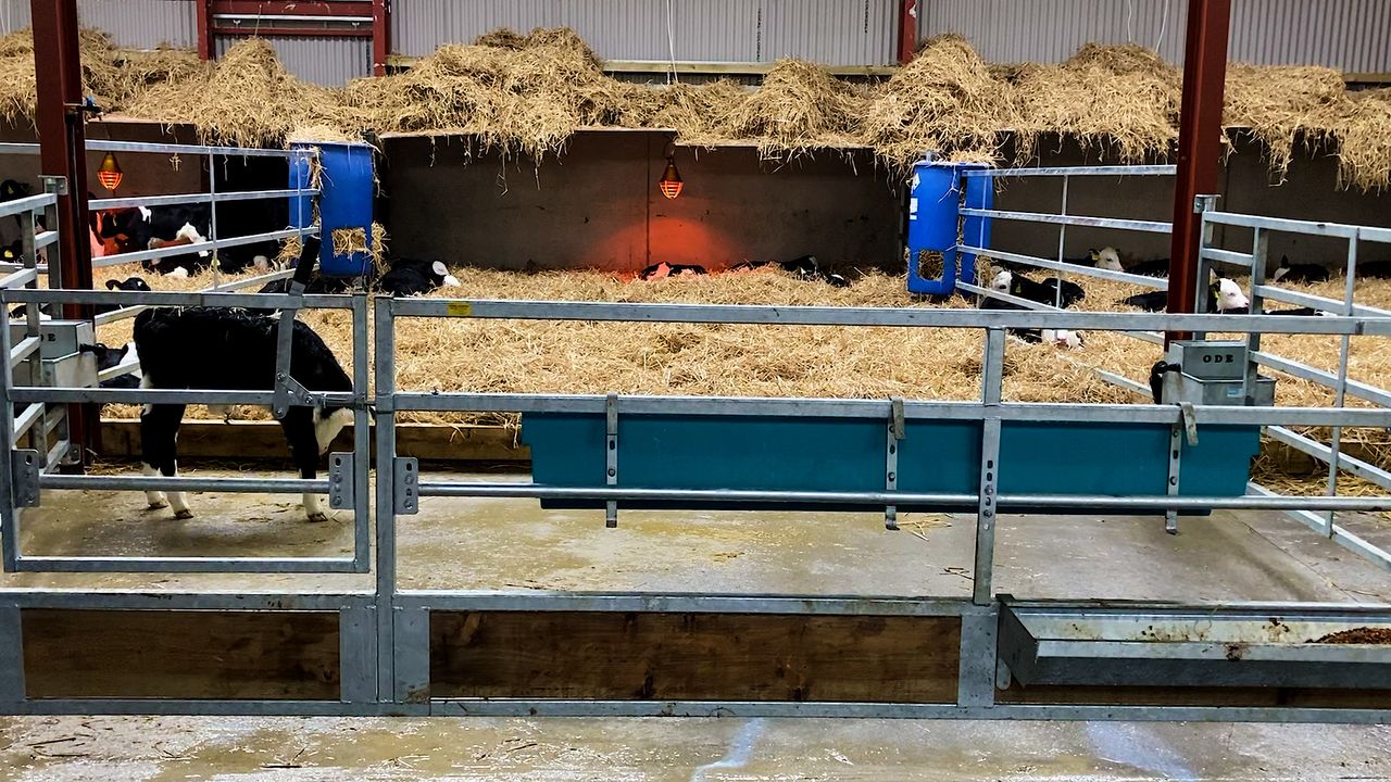 The importance of a clean calf shed during rearing period