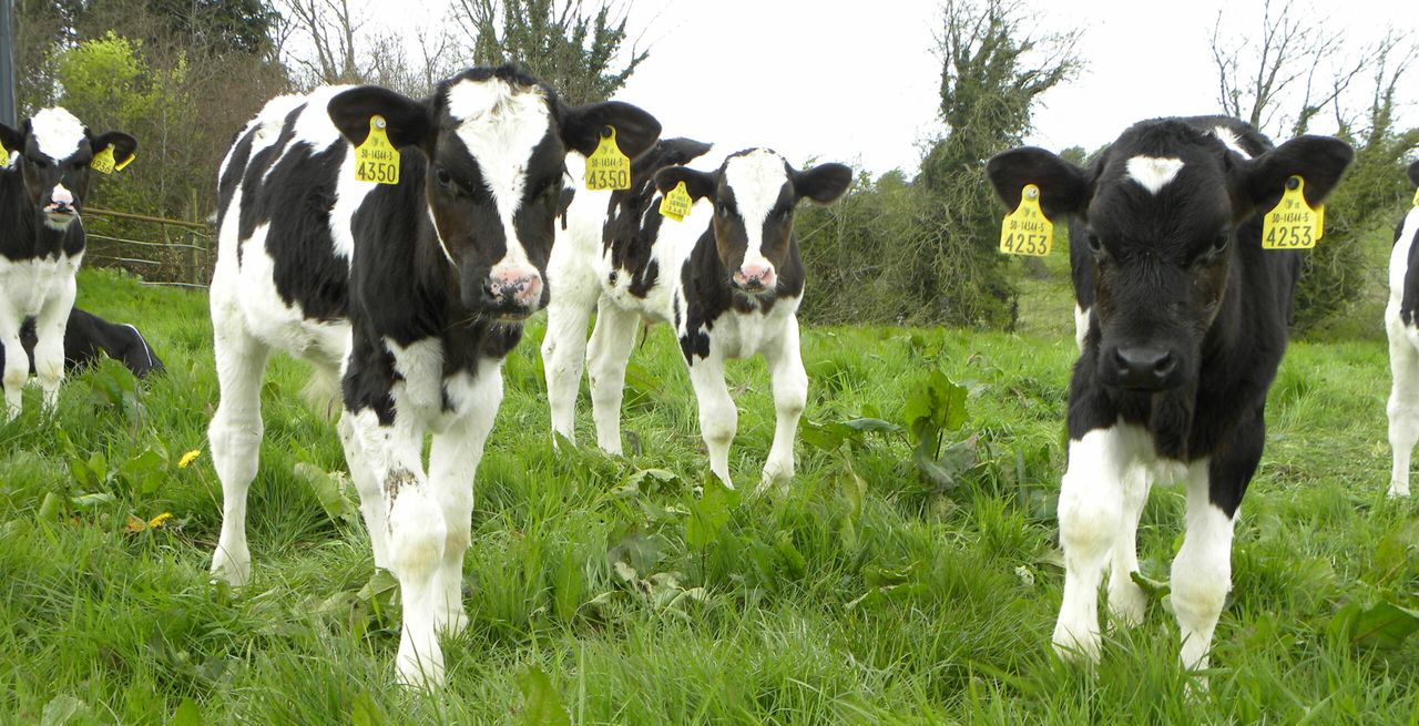 Are your heifers achieving their targets?