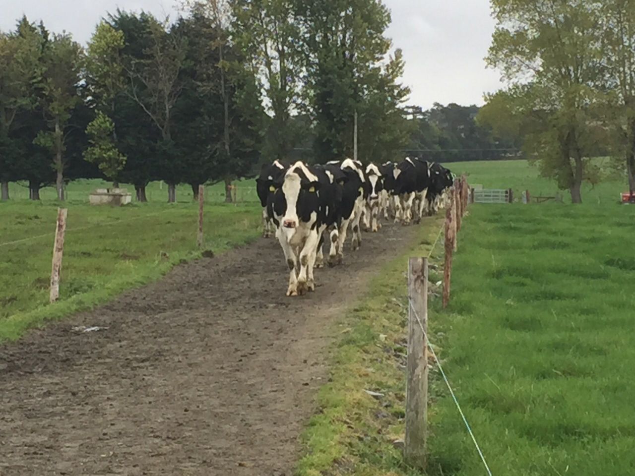 Milk production continued to climb in August