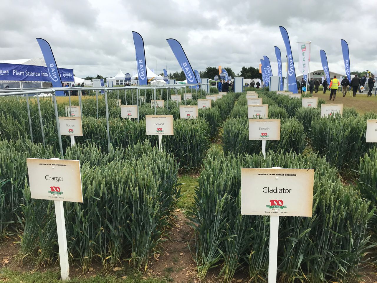 A look at the history of wheat at Cereals